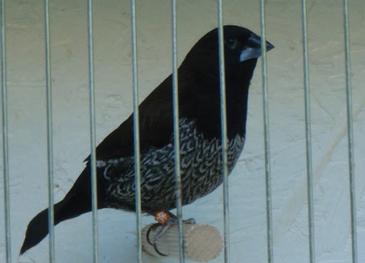 Kép