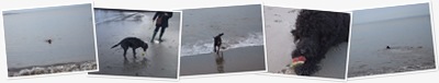 View Dogs At Aberdour November