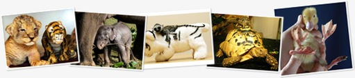 View Really Cute Animal Pictures