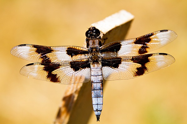 [dragonfly42.jpg]