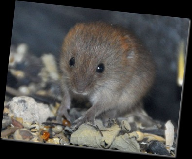 Baby Harvest Mouse (cropped)DSC_0387