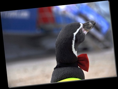 Debonair Dippy (re-sized)