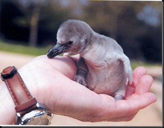 baby penguin in palm of hand