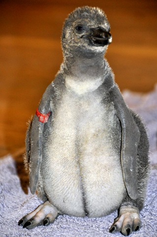 [Penguin chick with fat belly DSC_0215[3].jpg]