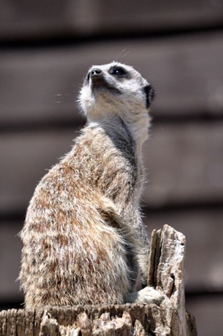 [Meerkat July 2010 (JB)[4].jpg]