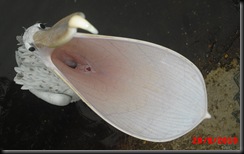 Chambers, Alexandra - Pelican with open mouth - 2010 Chambers, Alexandra - Pelican with open mouth - 2010