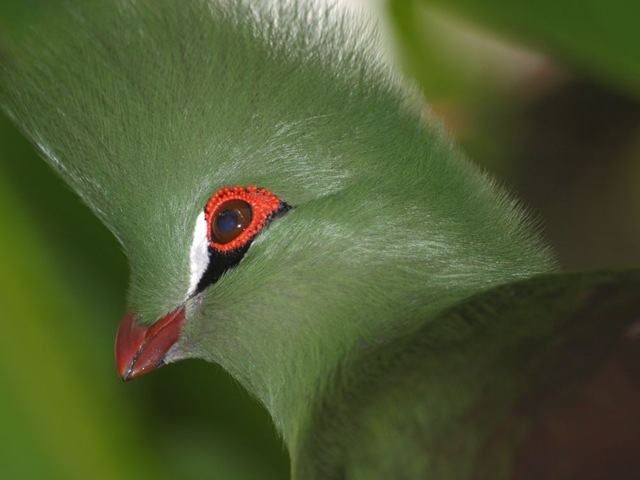 [Elliott, Sue - Green Crested Touraco - 2010[2].jpg]