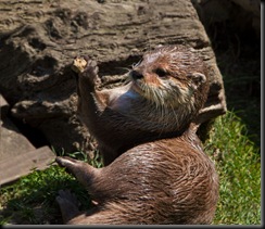 Else S - Otter with stone (resized) 2010 Else S - Otter with stone (resized) 2010