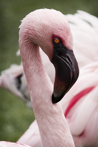 [Neighbour, Rory - Lesser Flamingo 2010[2].jpg]