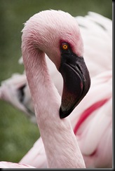 Neighbour, Rory - Lesser Flamingo 2010 Neighbour, Rory - Lesser Flamingo 2010