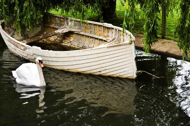 [Stone, P. - Swan & Boat - 2010[2].jpg]