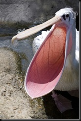 Wade, Marian - Pelican open wide - 2010 Wade, Marian - Pelican open wide - 2010