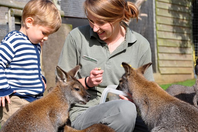 [Fern & Zach feeding Wallabies 2 (resized)[5].jpg]