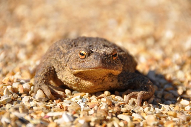 [Toad found Meerkat encl (resized)[7].jpg]