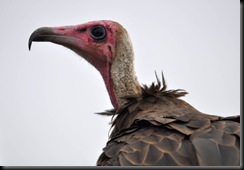 Vulture Head (resized)