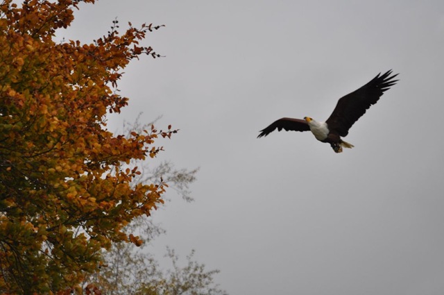 [African Fish Eagle (resized) & Autumn leaves[5].jpg]