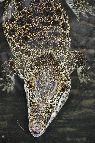 [Crocodile at Paignton[8].jpg]