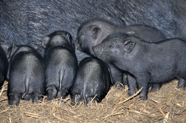 [Piglets at 3 weeks[3].jpg]