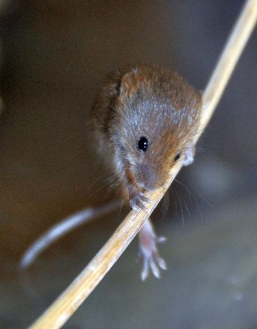 [Baby Harvest Mouse on stalk (resized & cropped)[10].jpg]