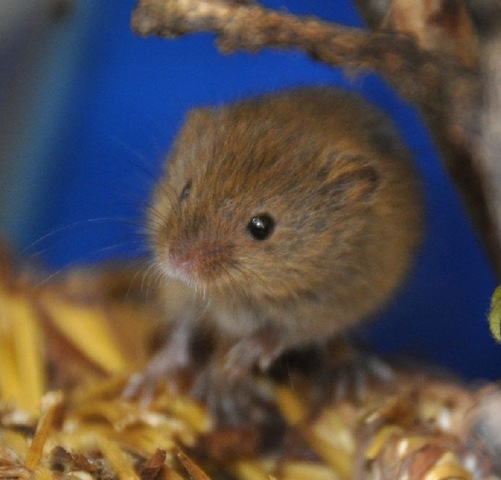 [Baby Harvest Mouse 24 Nov 2010[9].jpg]