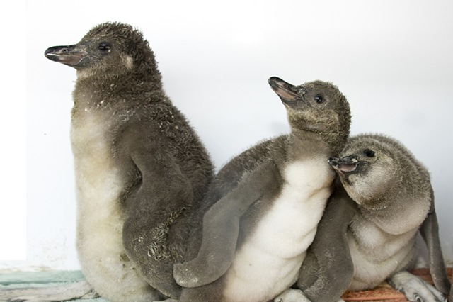 [Wade, Marian - Baby Penguins - 2010[11].jpg]