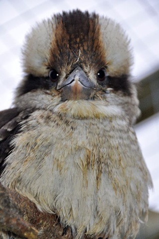 [Kookie 16 Dec 10[5].jpg]