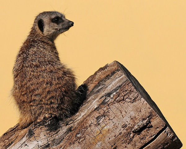 [Meerkat (D Nordell 2010)[5].jpg]