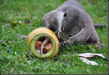 Otter with paw inside enrichment feeding melon