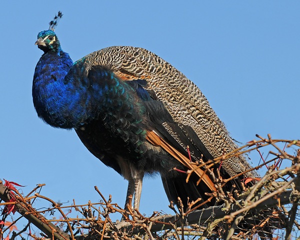 [Peacock (D Nordell) 2010[2].jpg]