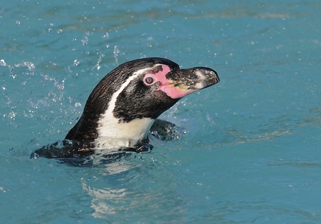 [Penguin head in pool (D Nordell 2010)[5].jpg]