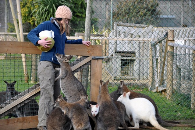 [Fern being mobbed at the gate Jan 11[17].jpg]
