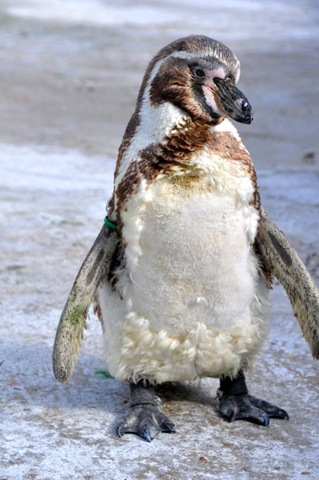 [Dippy moulting front view DSC_0147[7].jpg]