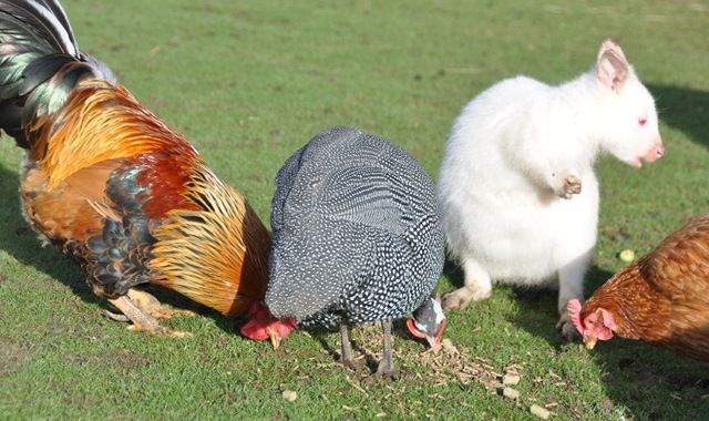 [Albino Wallaby & feathered friends eating together Feb 11[7].jpg]