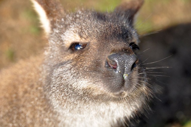[Wallaby face close-up Feb 11[7].jpg]