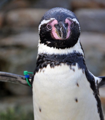 [Dippy Jan 11[5].jpg]