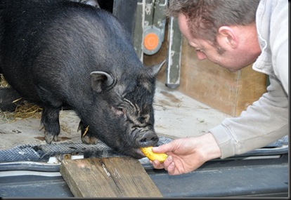 Being coaxed from transport van to their new home