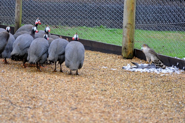 [Sparrowhawk being watched by Guinea Fowl flock[4].jpg]