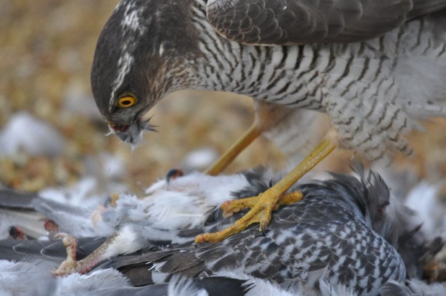 [Sparrowhawk with kill Feb 11[4].jpg]