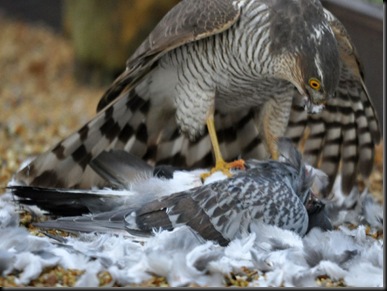 Sparrowhawk on pigeon kill