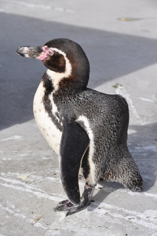 [Humphrey9March116.jpg]