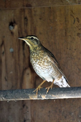 [Female Siberian soon after release to outdoor aviary March 11[4].jpg]