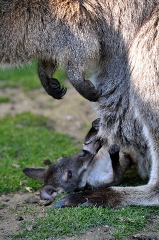 [Oopsie, upside down, let's try again! (0901)[7].jpg]