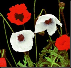 whitepoppy