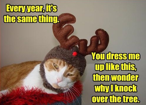 [funny-pictures-cat-is-dressed-as-reindeer[3].jpg]