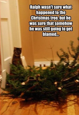 [funny-pictures-cat-may-have-knocked-over-tree4[3].jpg]