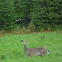 White-tailed Deer
