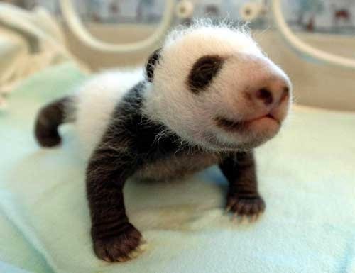 [panda_baby[3].jpg]