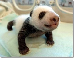 panda_baby