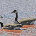 Canada Goose
