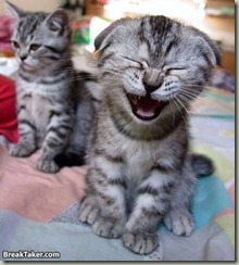 laughingcat